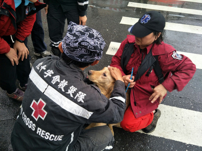 黄金猎犬眼泛泪光。中华民国红十字会图片