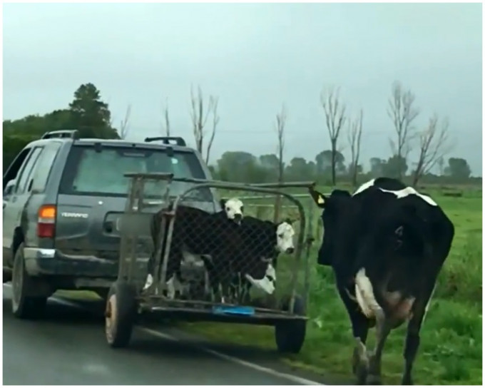 三只小牛被人载走，母牛则跟在车后跑。片段截图