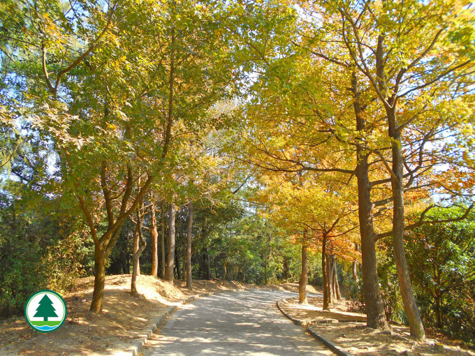 大欖郊野公園楓香林紅葉指數達到C級。漁護署圖片