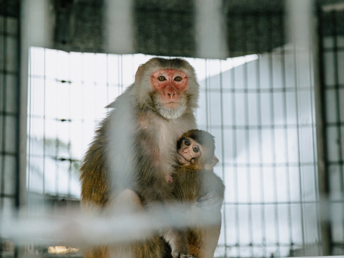 美国大约有2.2万只实验猴，包括恒河猴。（网图）