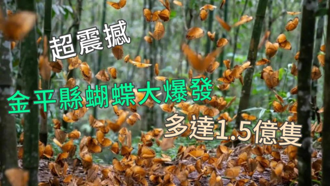 1.5億隻蝴蝶在蝴蝶谷飛舞視覺超震撼。新華社