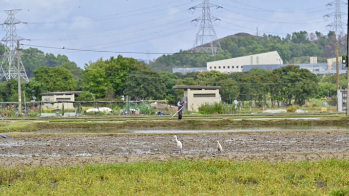 新田科技城︱环评报告认错雀 环保署指编辑有误 联络土拓署跟进