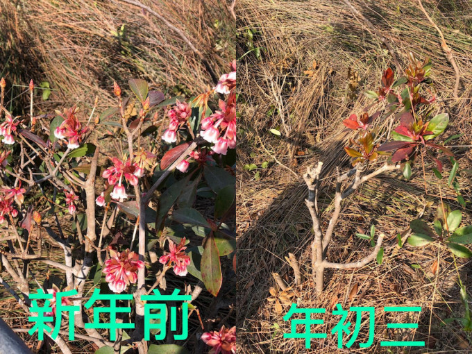 网民发现山上的吊钟花被剪。香港自然生态论坛FB(Chung YunTak)