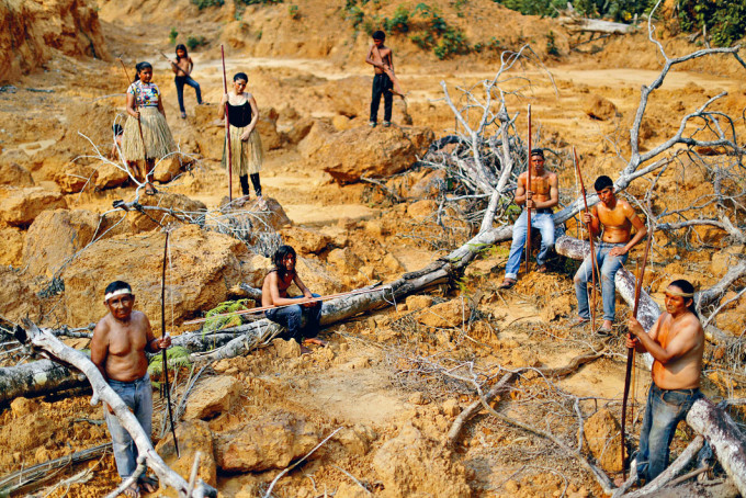 ■巴西亞馬遜森林的土著展示被砍伐的林木。