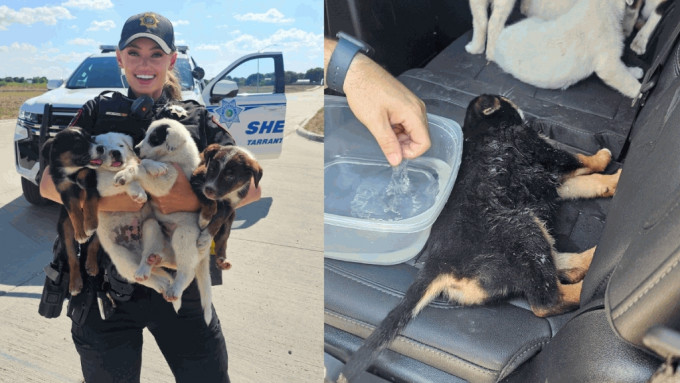女警官海莉救出8隻小狗，希望每隻小狗都能得到收養。（FB@Tarrant County Sheriff\'s Office）
