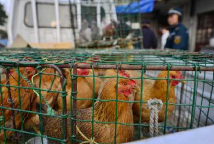 卫生署呼吁避免到家禽市场及农场。资料图片