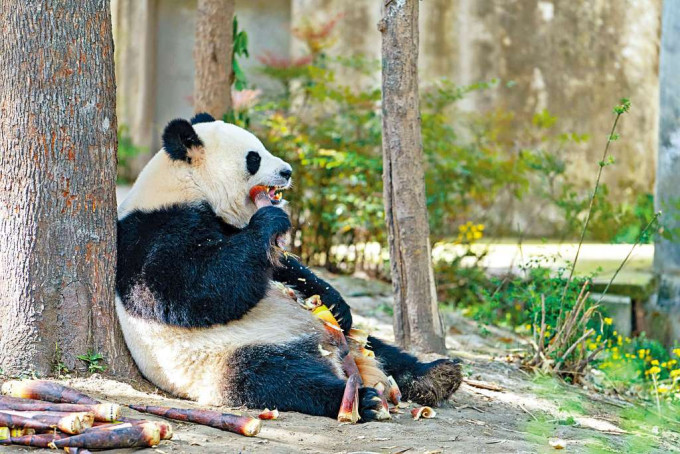大熊貓曾經長時間被列為高度瀕危物種。