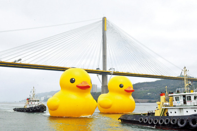 巨型黃鴨闊別香港10年，昨日與同伴「攜手」現身青衣海面。