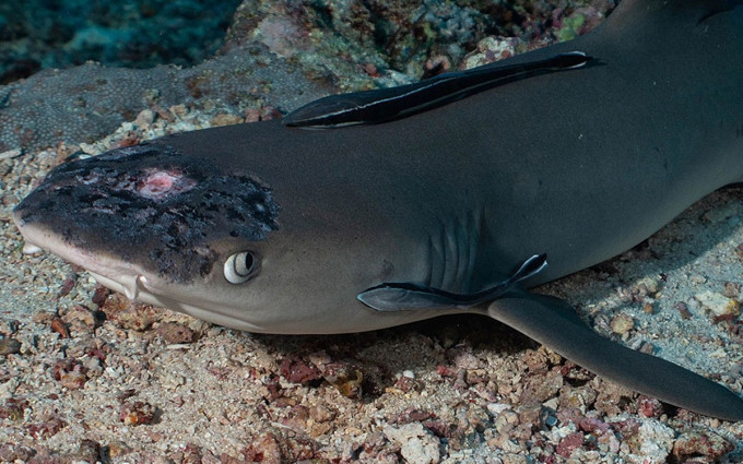 白顶礁鲨头部出现斑点及病变。网图