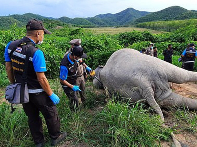 泰国一头成年大象被发现死在芒果园外。(网图)