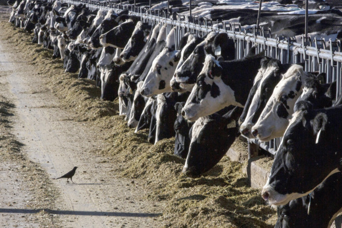 美國近期爆發乳牛感染禽流感疫情，陸續出現牛傳人個案。美聯社