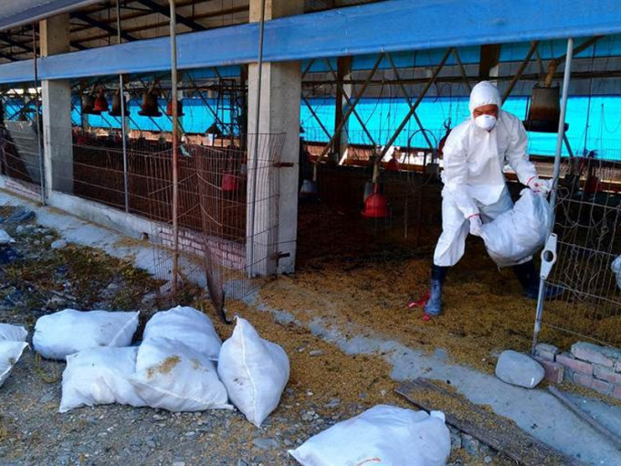 屏东鸡场证感染，当局扑杀场内逾1.6万只鸡。（网图）