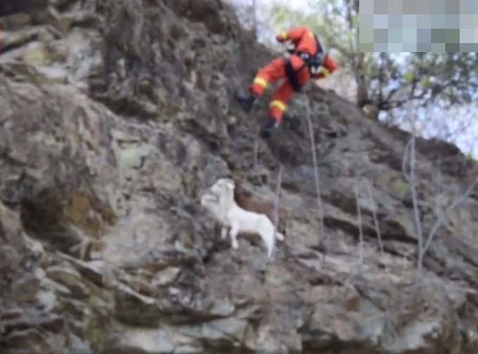消防员接获村民报案指，4只山羊被困悬崖。网图