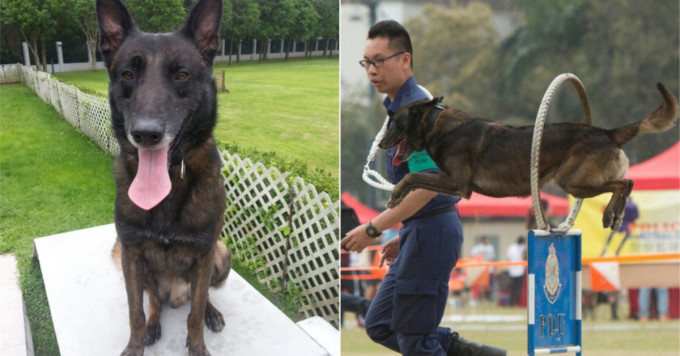 流浪狗Golf被訓練成搜索爆炸品專犬，亦是警犬表演隊成員。