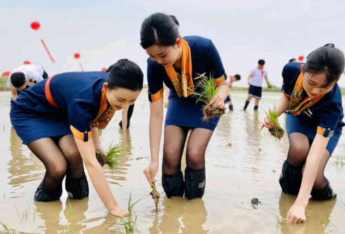 網上流傳空姐空少，穿著制服在水田裡插秧。網上圖片