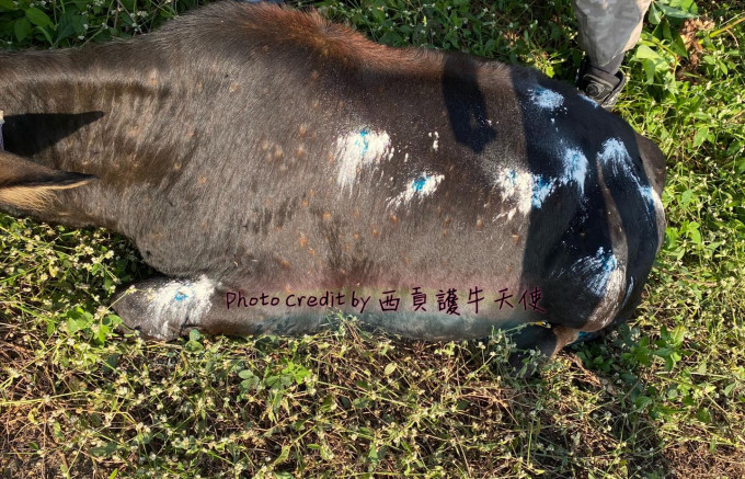 组织指牛只常见感染痘病毒传染病。「西贡护牛天使」facebook图片