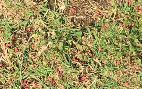 有狗主近日在社交网站发文，指在启德跑道公园的草地发现大量红色颗粒物体。网图