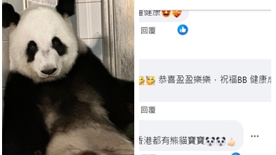 网民超兴奋 : 好开心香港都有熊猫BB  期待你哋出嚟同大家见面 。