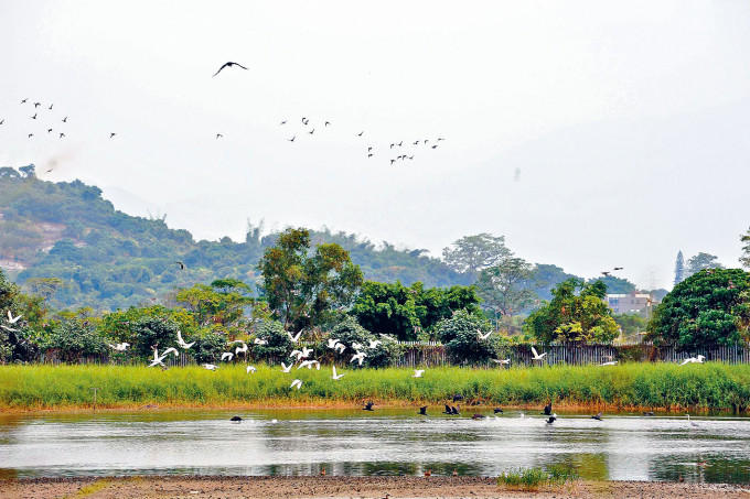 ■香港观鸟会提出保育位于元朗米埔的拉姆萨尔湿地鱼塘生态价值。