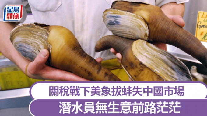 象拔蚌成中美貿易戰犧牲品。 美聯社