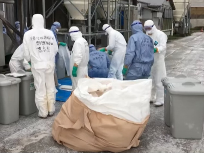 日本秋田县爆发禽流感，逾14万只鸡被扑杀。网上影片截图