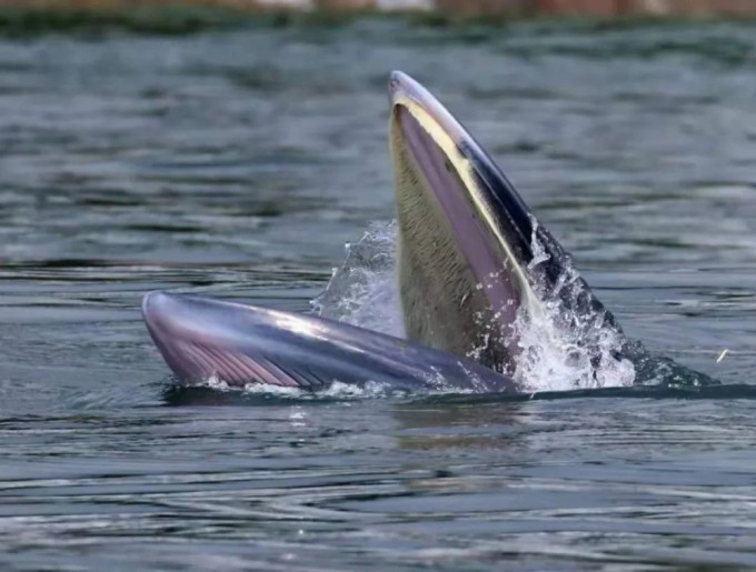 时隔16年再次有小布氏鲸去到深圳大鹏湾。网上图片