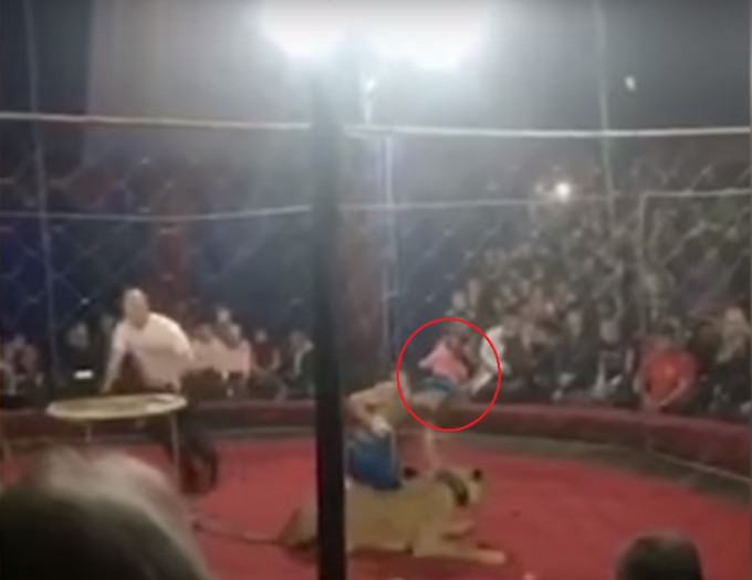 馬戲團表演中，一隻母獅突然衝向4歲女童(紅圈)，並咬傷她。影片截圖