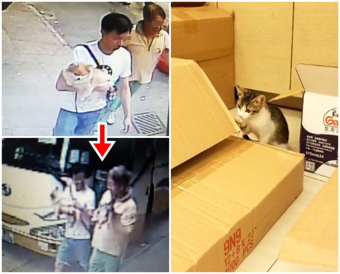 偷貓前（左圖上）；偷貓後（左圖下）。右圖為失蹤小貓。相片及片段由店主黃先生提供