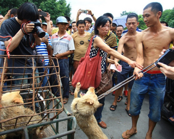 广西玉林狗肉节今年将停辨。资料图片