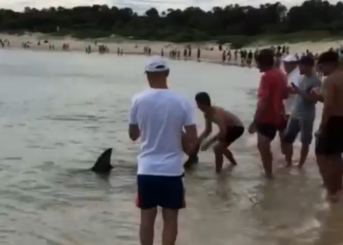 澳洲雪梨有鲨鱼游近海岸，有泳客协助推回大海。影片截图