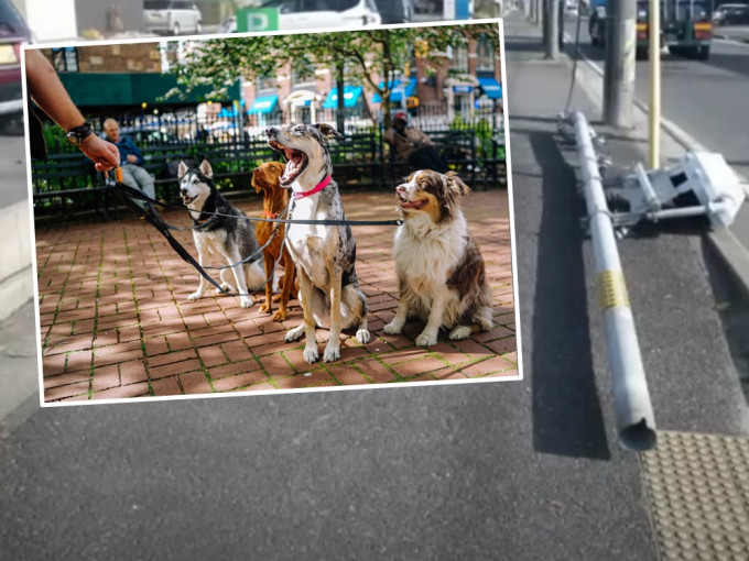 日本一支交通灯柱倒塌，警方调查指事故由狗狗的尿液导致。
Unsplash示意图，非涉事犬只