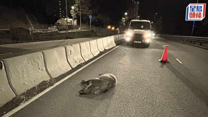 野猪横尸马路。蔡楚辉摄