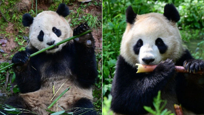 中国大熊猫「云川」（左）和「鑫宝」（右）启程赴美。 （中国野生动物保护协会）