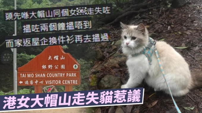 一名港女于大帽山走失猫引起争议。网图