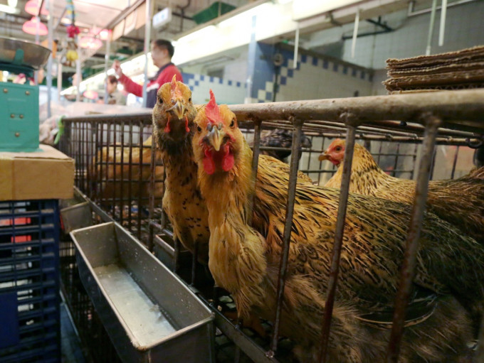 本港暂停进口疫区禽类产品。资料图片
