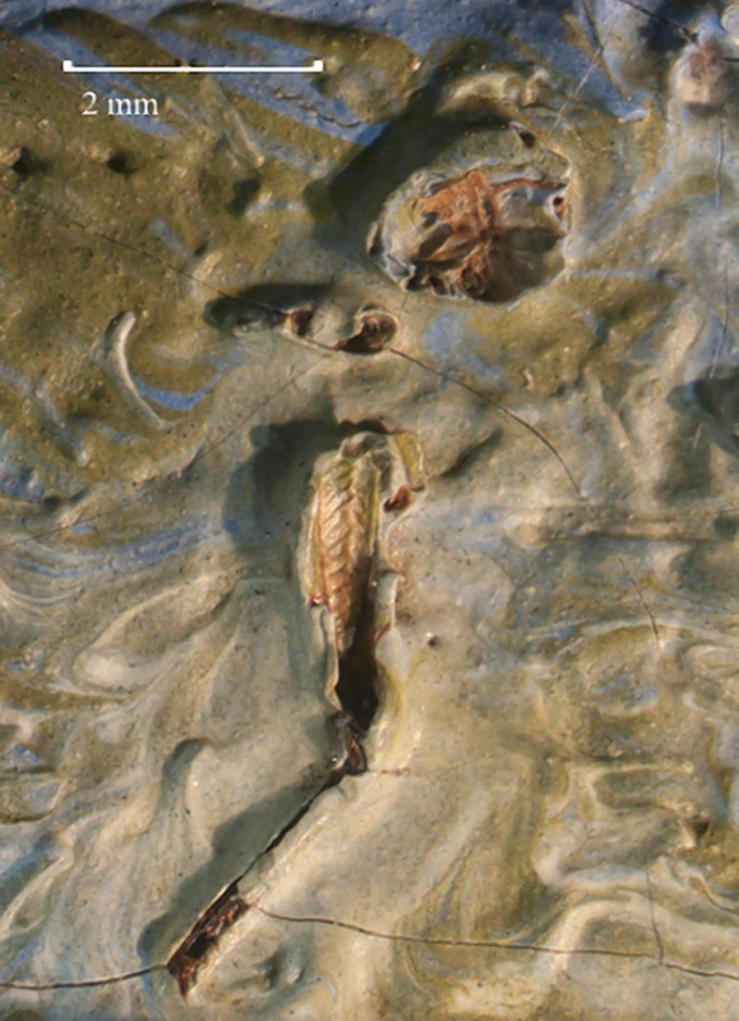 草蜢乾尸隐身于画中大片棕色及绿色前景中。