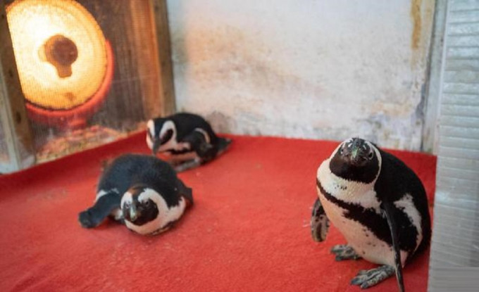 四川成都動物園內企鵝難抵寒流圍爐取暖。網上圖片