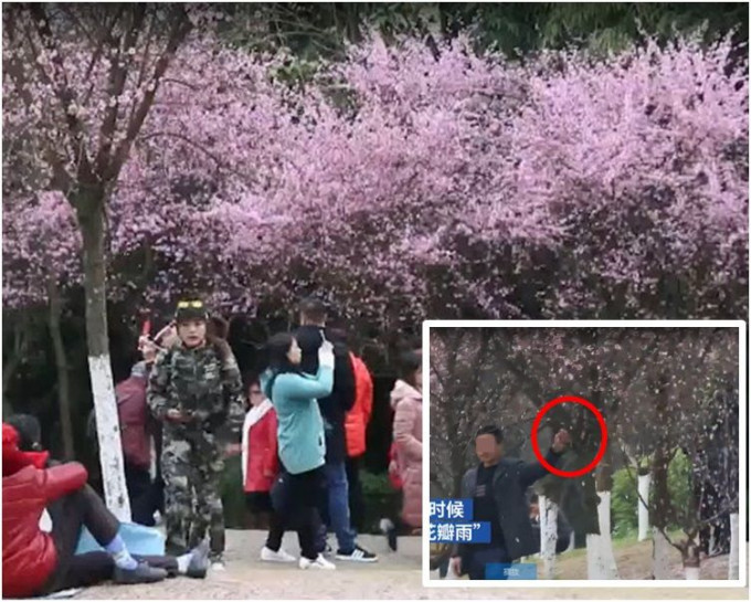 不少人為了拍靚相，竟用手搖曳樹幹自製「花瓣雨」。網圖