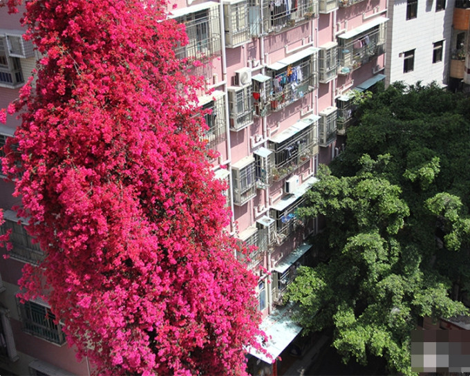 深圳8旬老妇15年前，入新屋时种下一棵小小的勒杜鹃。人民网图片