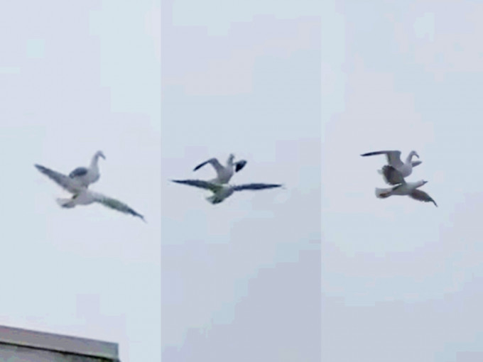 海鸥偷懒踩同伴背部空中飞。nakamanian Twitter 截图