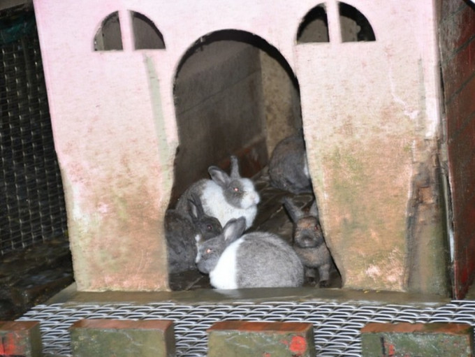 一名1歲男童在動物園內被兔子咬斷手指。網圖