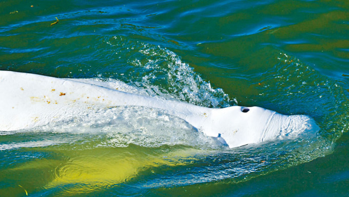 法国当局正努力拯救一只游进塞纳河的白鲸。