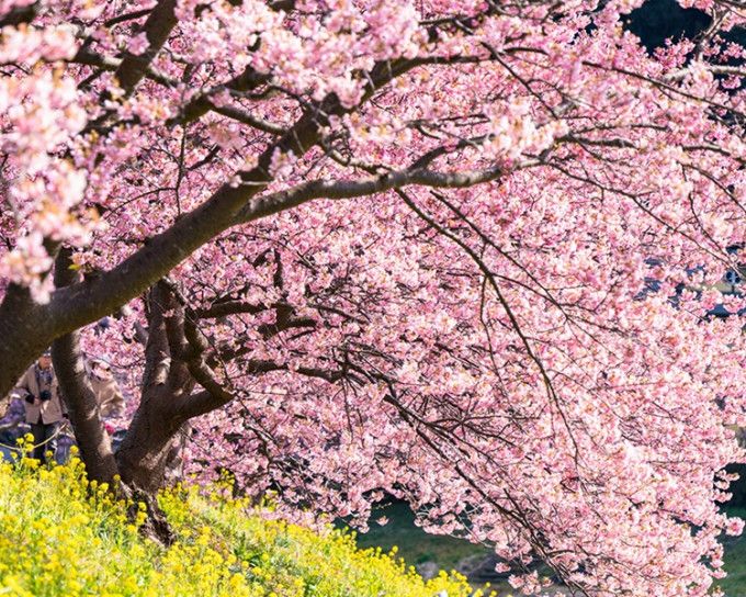 日本櫻花季預測出爐。網圖