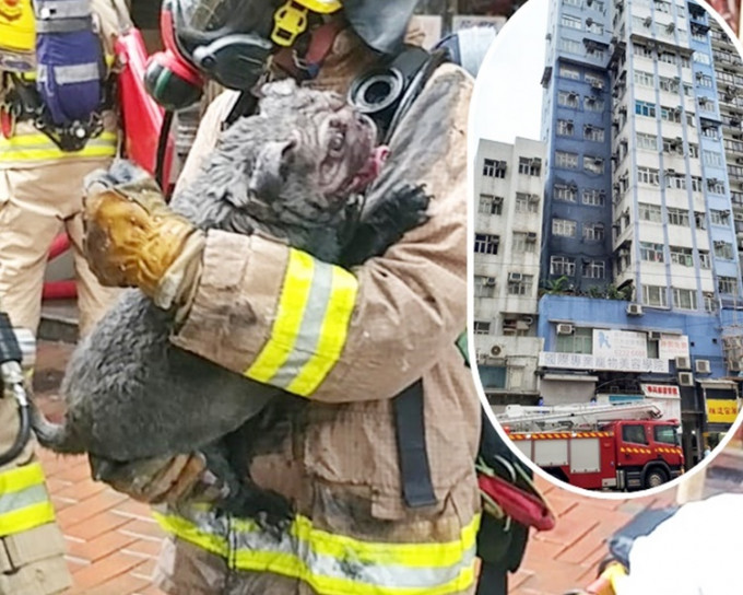 八哥犬全身熏黑，送附近動物診所急救。小圖為事發大廈。