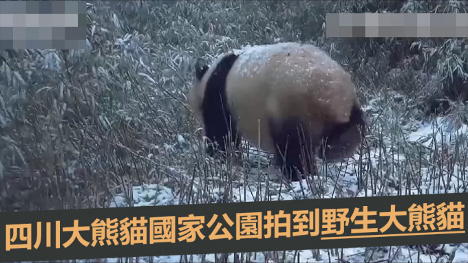大熊貓國家公園發現野生大熊貓母子的活動蹤跡。互聯網圖片