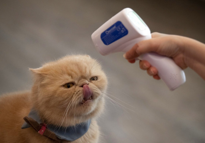 研究指猫可将新冠病毒传给其他猫。AP图片