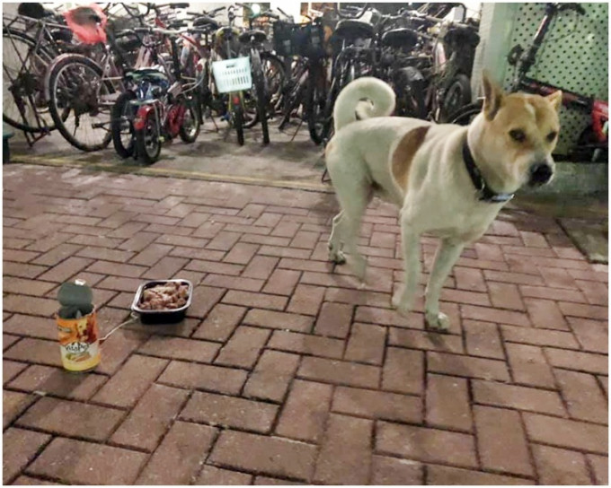 狗狗戴有頸帶。「香港動物報」fb圖片