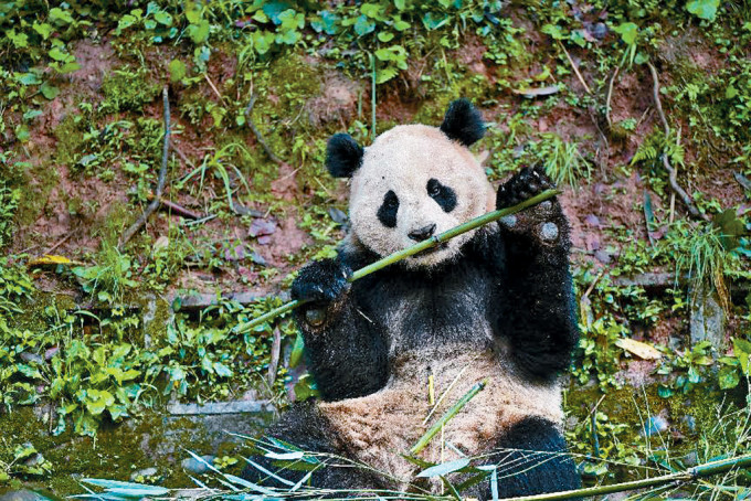 大熊貓「雲川」與「鑫寶」將旅美10年。