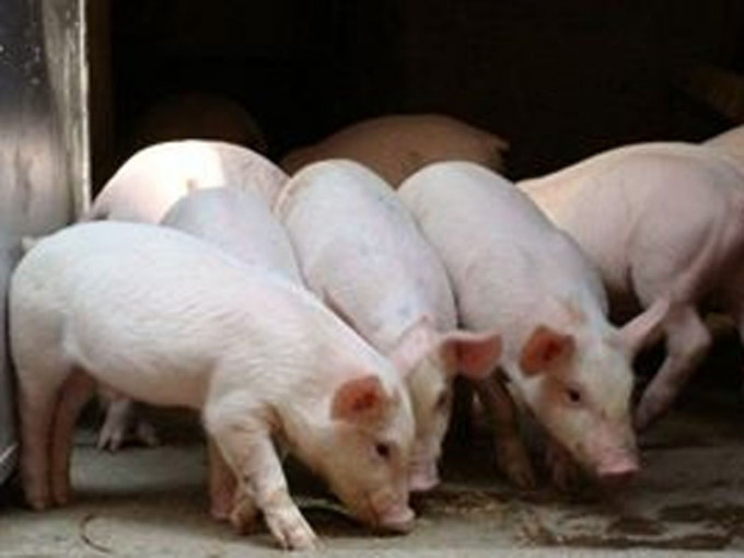 湖南省湘西土家族苗族自治州保靖縣查出非洲豬瘟疫情。養殖戶豬119隻，發病11隻，死亡4隻。（網圖）