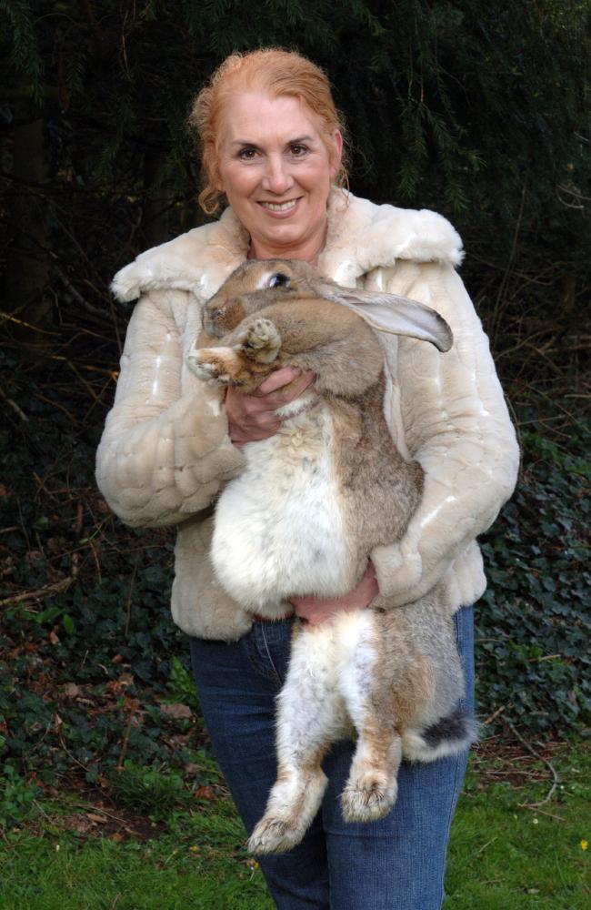 爱德华兹（Annette Edwards）表示试过托运巨兔到世界各地，从来未发生过这种事故。